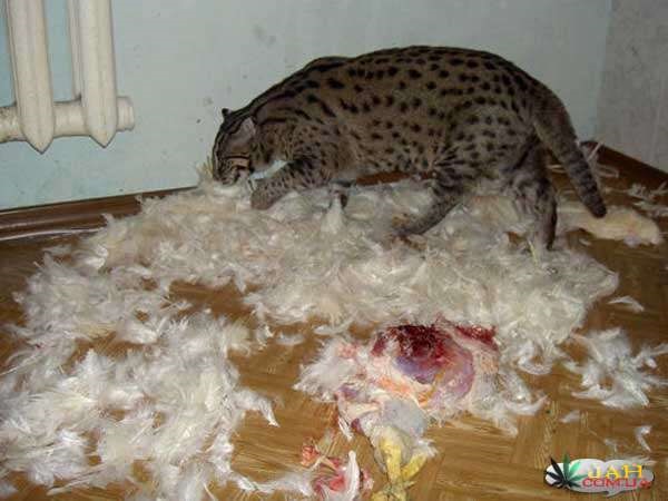 Кот камышовый домашний