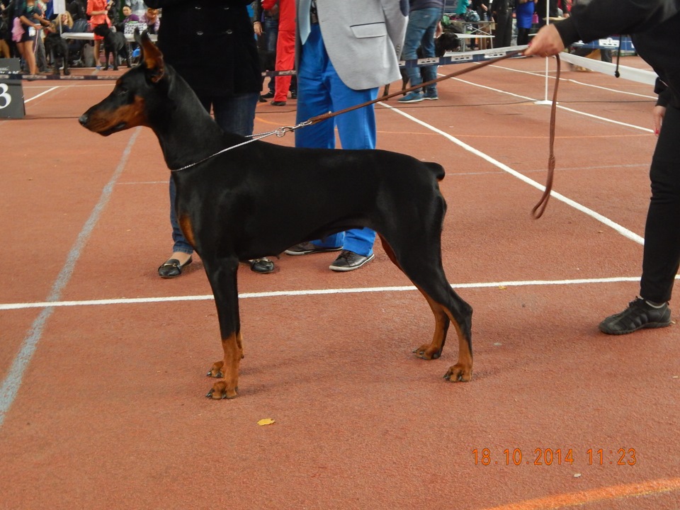 стук в подвеске — Peugeot 308 (1G), 1,6 л, 2011 года | своими руками ...