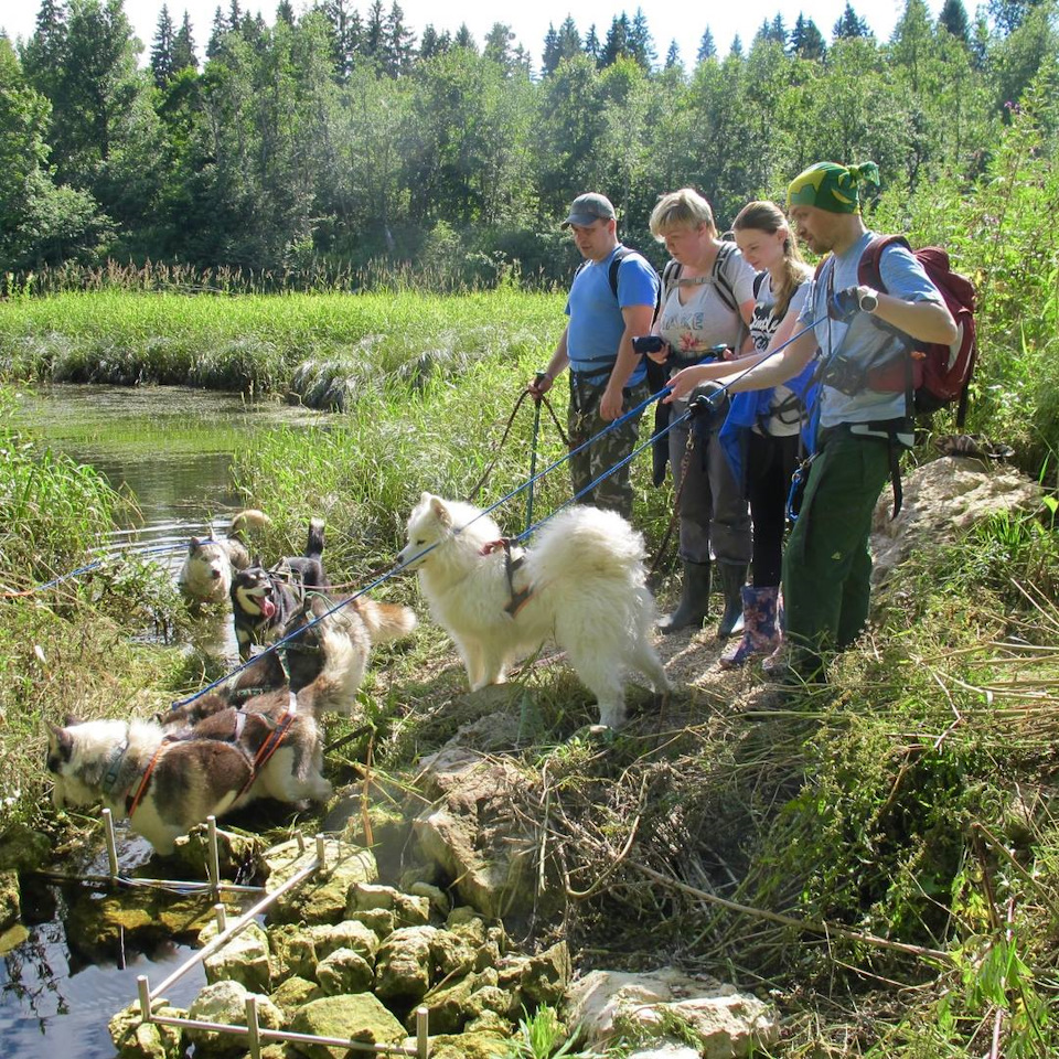 4c11999s 960 догтреккинг это что такое