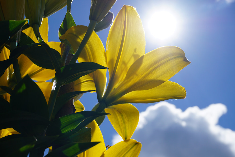 Фото в бортжурнале Nissan Murano II