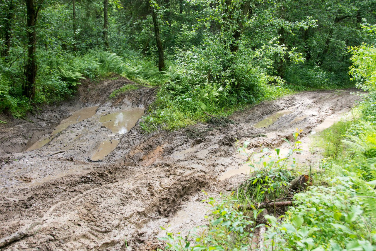 шпыревский лес фото поисковиков. шпыревский лес 33 армия. шпыревский лес. убита в шпыревском лесу мои. карты боев 33 армии.