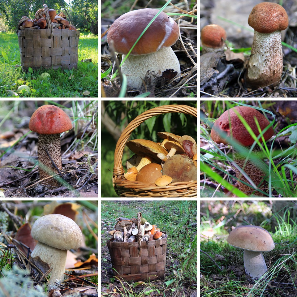 Съедобные грибы и их сбор