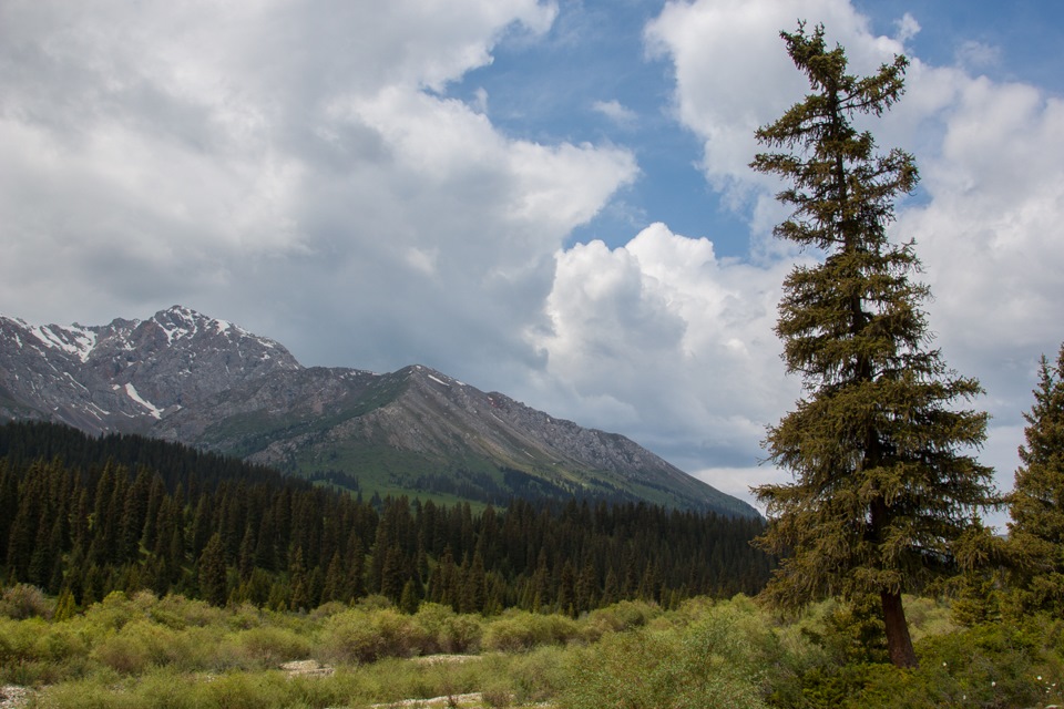 Застава нарынкол фото