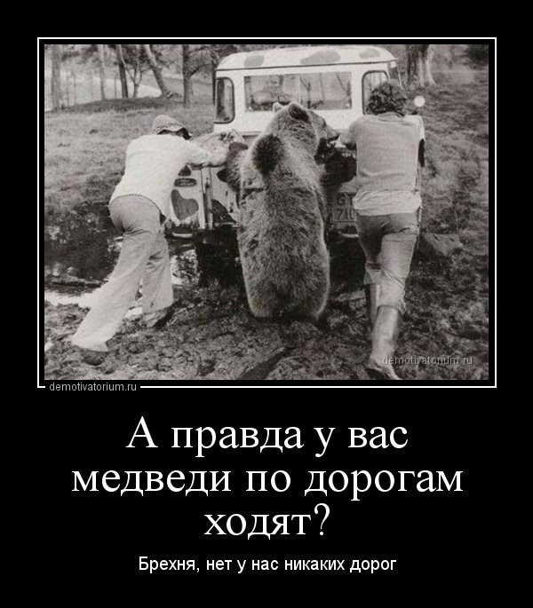 Дорогая, у нас будет медведь!