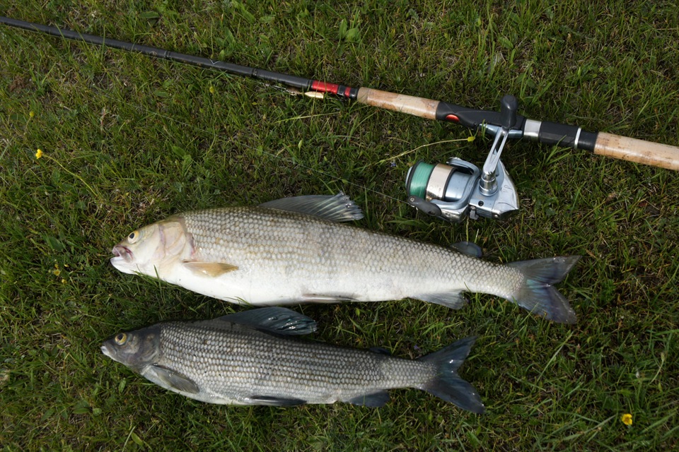 ΡΡΠ±Π° Π² ΡΠ΅ΠΊΠ°Ρ
ΠΌΠΎΠ½Π³ΠΎΠ»ΠΈΠΈ. Π‘ΠΌΠΎΡΡΠ΅ΡΡ ΡΠΎΡΠΎ ΡΡΠ±Π° Π² ΡΠ΅ΠΊΠ°Ρ
ΠΌΠΎΠ½Π³ΠΎΠ»ΠΈΠΈ. Π‘ΠΌΠΎΡΡΠ΅ΡΡ ΠΊΠ°ΡΡΠΈΠ½ΠΊΡ ΡΡΠ±Π° Π² ΡΠ΅ΠΊΠ°Ρ
ΠΌΠΎΠ½Π³ΠΎΠ»ΠΈΠΈ. ΠΠ°ΡΡΠΈΠ½ΠΊΠ° ΠΏΡΠΎ ΡΡΠ±Π° Π² ΡΠ΅ΠΊΠ°Ρ
ΠΌΠΎΠ½Π³ΠΎΠ»ΠΈΠΈ. Π€ΠΎΡΠΎ ΡΡΠ±Π° Π² ΡΠ΅ΠΊΠ°Ρ
ΠΌΠΎΠ½Π³ΠΎΠ»ΠΈΠΈ ΡΡΠ±Π° Π² ΡΠ΅ΠΊΠ°Ρ
ΠΌΠΎΠ½Π³ΠΎΠ»ΠΈΠΈ. Π‘ΠΌΠΎΡΡΠ΅ΡΡ ΡΠΎΡΠΎ ΡΡΠ±Π° Π² ΡΠ΅ΠΊΠ°Ρ
ΠΌΠΎΠ½Π³ΠΎΠ»ΠΈΠΈ. Π‘ΠΌΠΎΡΡΠ΅ΡΡ ΠΊΠ°ΡΡΠΈΠ½ΠΊΡ ΡΡΠ±Π° Π² ΡΠ΅ΠΊΠ°Ρ
ΠΌΠΎΠ½Π³ΠΎΠ»ΠΈΠΈ. ΠΠ°ΡΡΠΈΠ½ΠΊΠ° ΠΏΡΠΎ ΡΡΠ±Π° Π² ΡΠ΅ΠΊΠ°Ρ
ΠΌΠΎΠ½Π³ΠΎΠ»ΠΈΠΈ. Π€ΠΎΡΠΎ ΡΡΠ±Π° Π² ΡΠ΅ΠΊΠ°Ρ
ΠΌΠΎΠ½Π³ΠΎΠ»ΠΈΠΈ