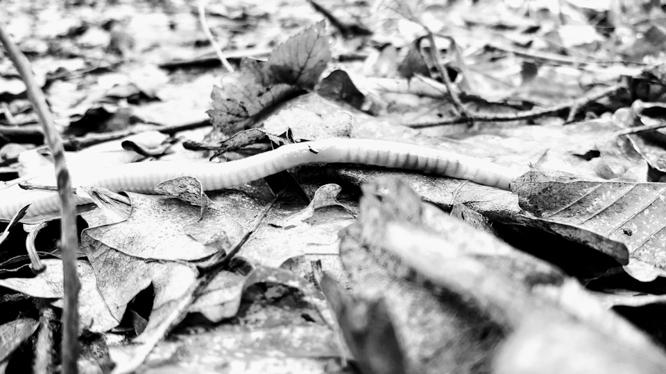 С утра делал пробежку по лесу, и на тропинке встретил громаднейшего ...