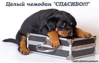 большое человеческое спасибо картинка большое человеческое спасибо картинка