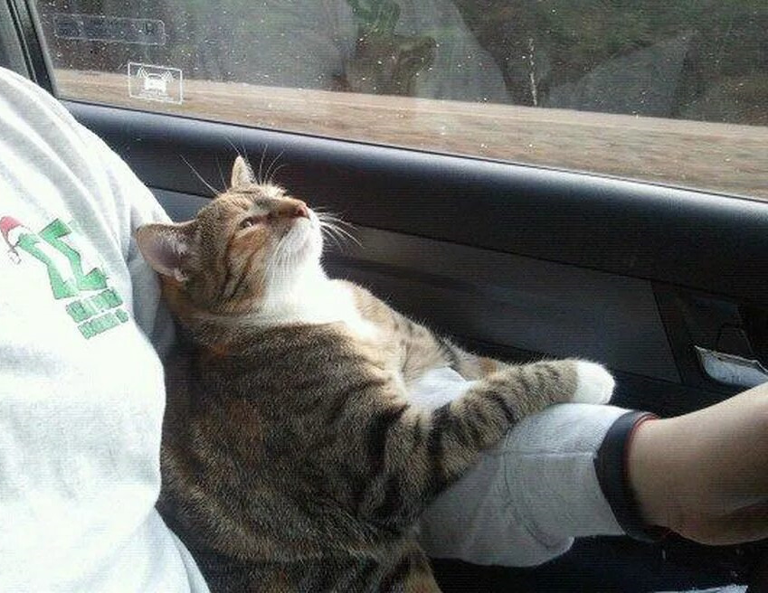 Фото 20. Как хорошоооо едет новый двииигатель!😊👌 Просто замурчааааательно!❤ — Toyota Vitz (90)