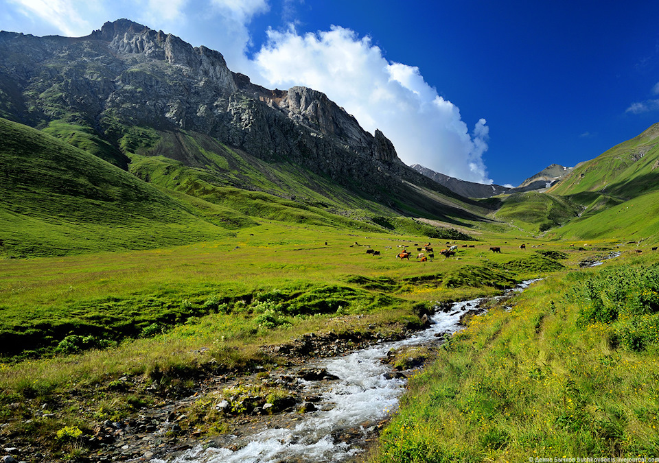 Терек фото животного