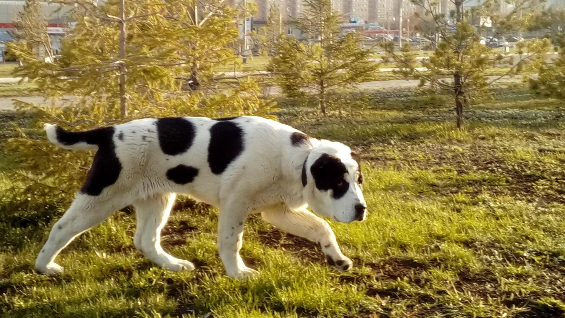 Фото сао в 6 месяцев