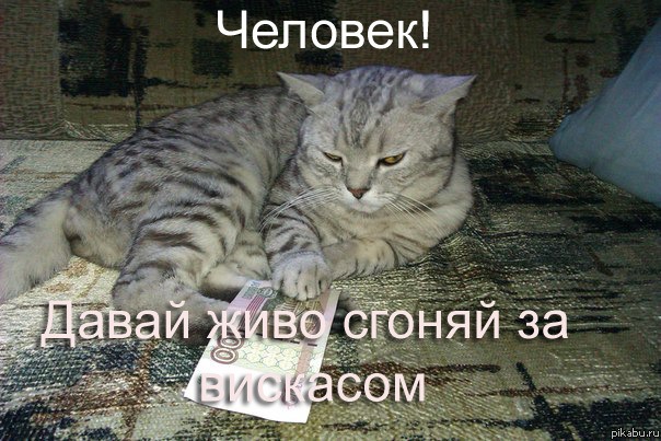 Котики правят миром картинки