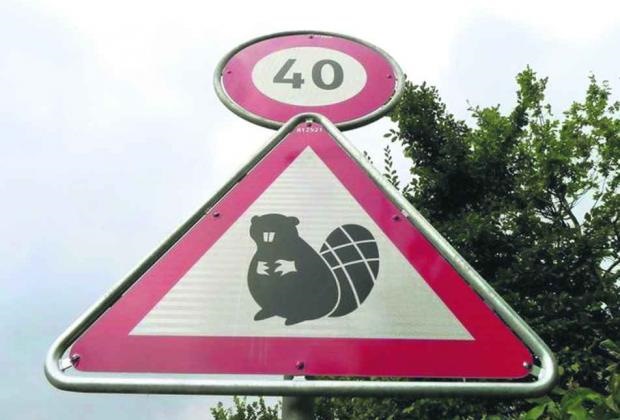 Дорога бобра. Дорожный знак осторожно бобры. Дорожный знак бобер. Дорожный знак с бобром.