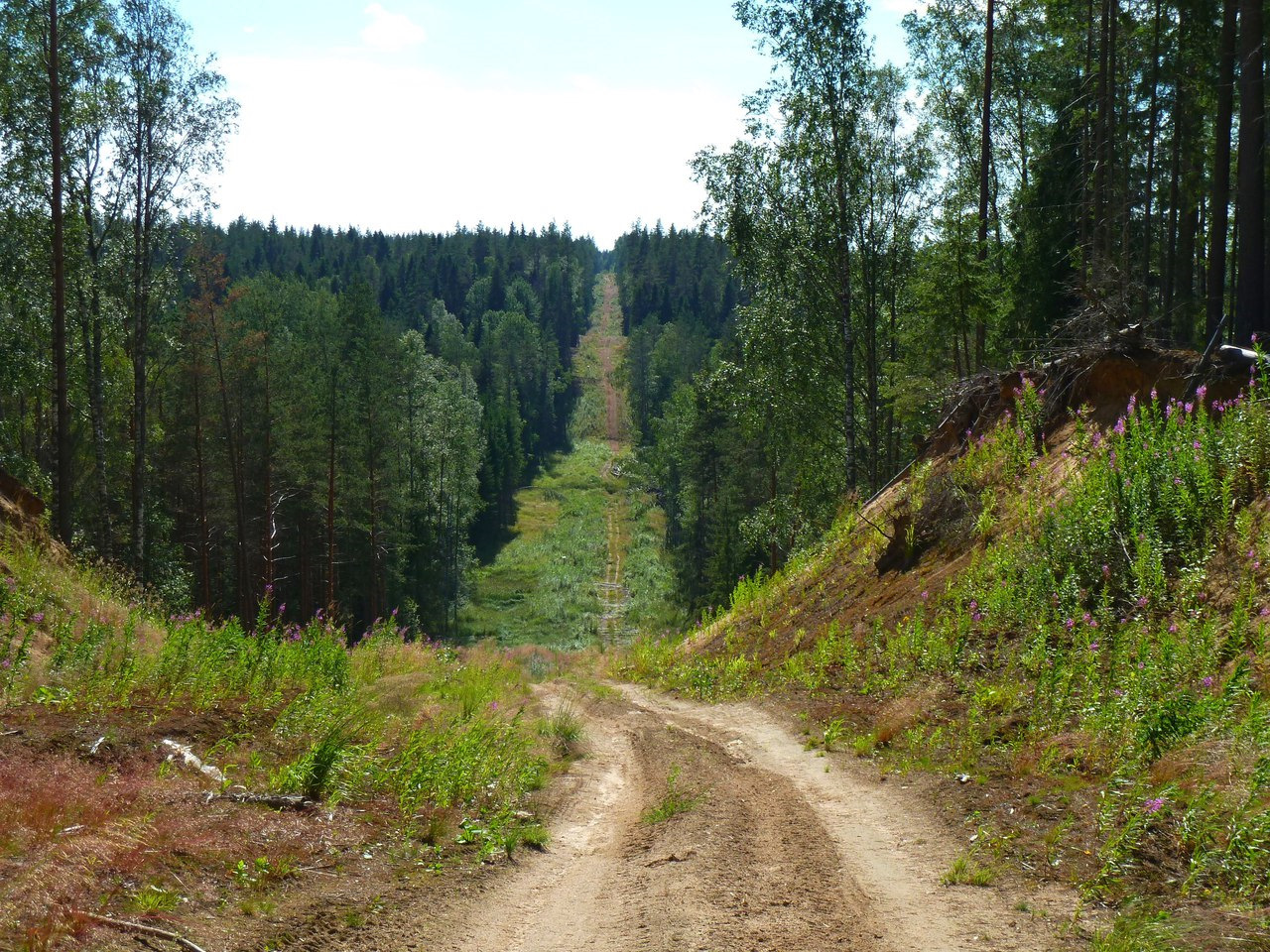 Что такое просека. Просека. Просека дорога. Просека в географии. Просека драйв.