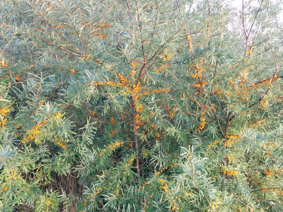 Фото в бортжурнале УАЗ 315195 Hunter