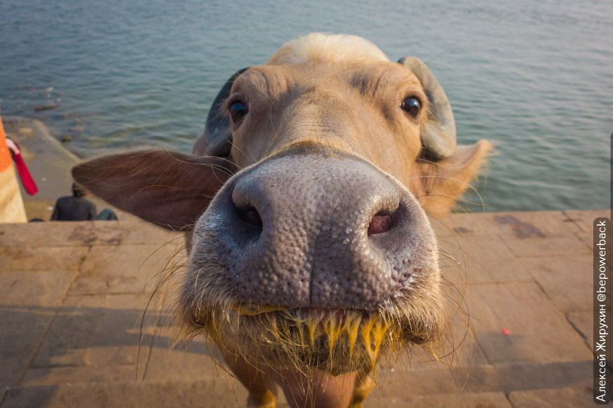 Святая корова. Как к ней относятся в Индии — DRIVE2