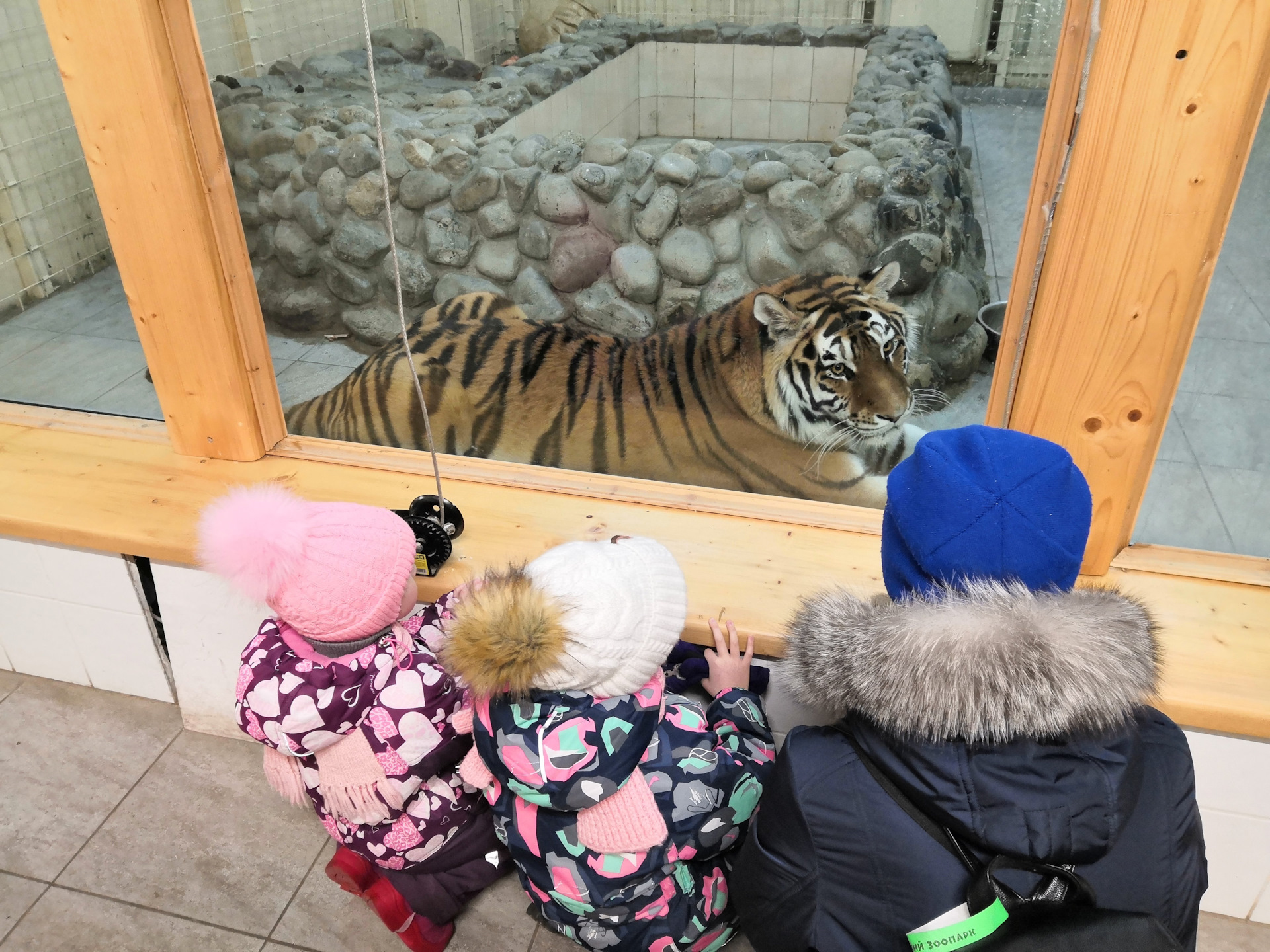 Зоопарк зимой стоит ли идти. Зоопарк Сортавала. Зоогринпарк Карелия. Зоопарк в Карелии. Поселок Киркколахти зоопарк.