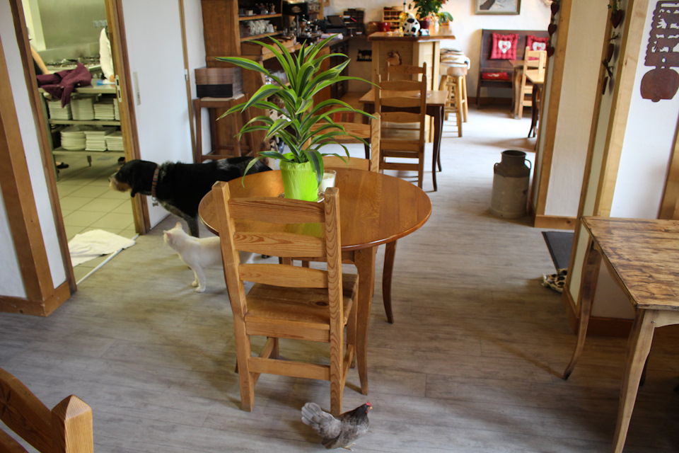 Голод сближает :) Хозяйка, подобрав петушка на дороге, не только спасла его от машин, но и от черного кота, имевшего на него виды :) — Audi A4 (B9)