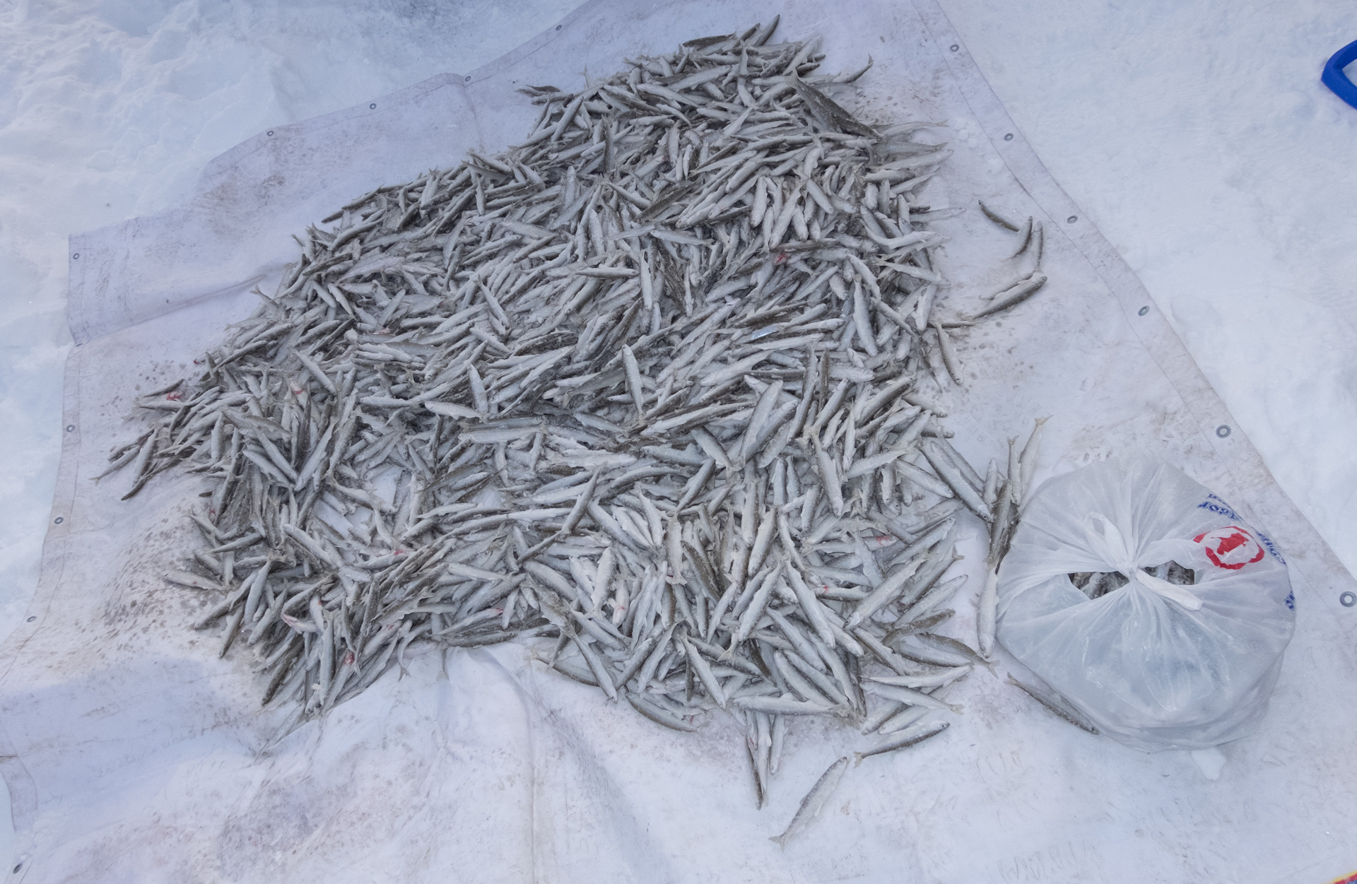 Огурцы сорт хабар описание сорта. Огурец корюшка f1. Корюшка вяленая срок хранения. Семена огурцов корюшка. Семена огурцов корюшка.