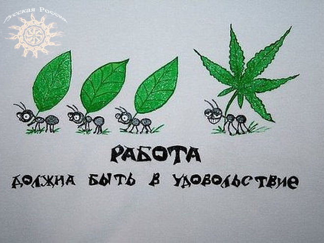 Марихуана и мотивация семеноводство конопли