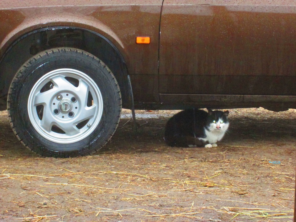 Котейко есть в записи? запись считается состоявшейся и успешной для покорения всемирного топа :) — Москвич 2141