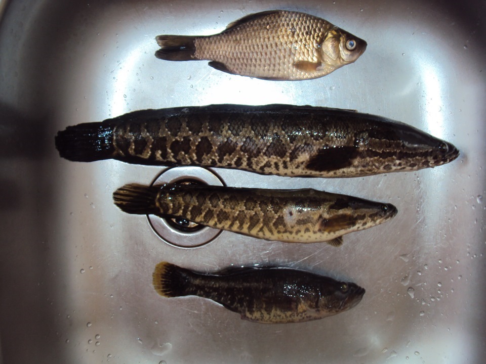 Вот такой Спасский Змееголов — Сообщество «Охота и Рыбалка» на DRIVE2