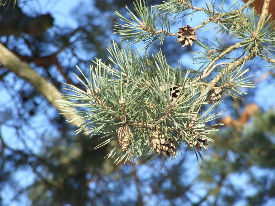 Январский фотосет и повышенные обороты холостого хода… — Audi A6 Avant ...