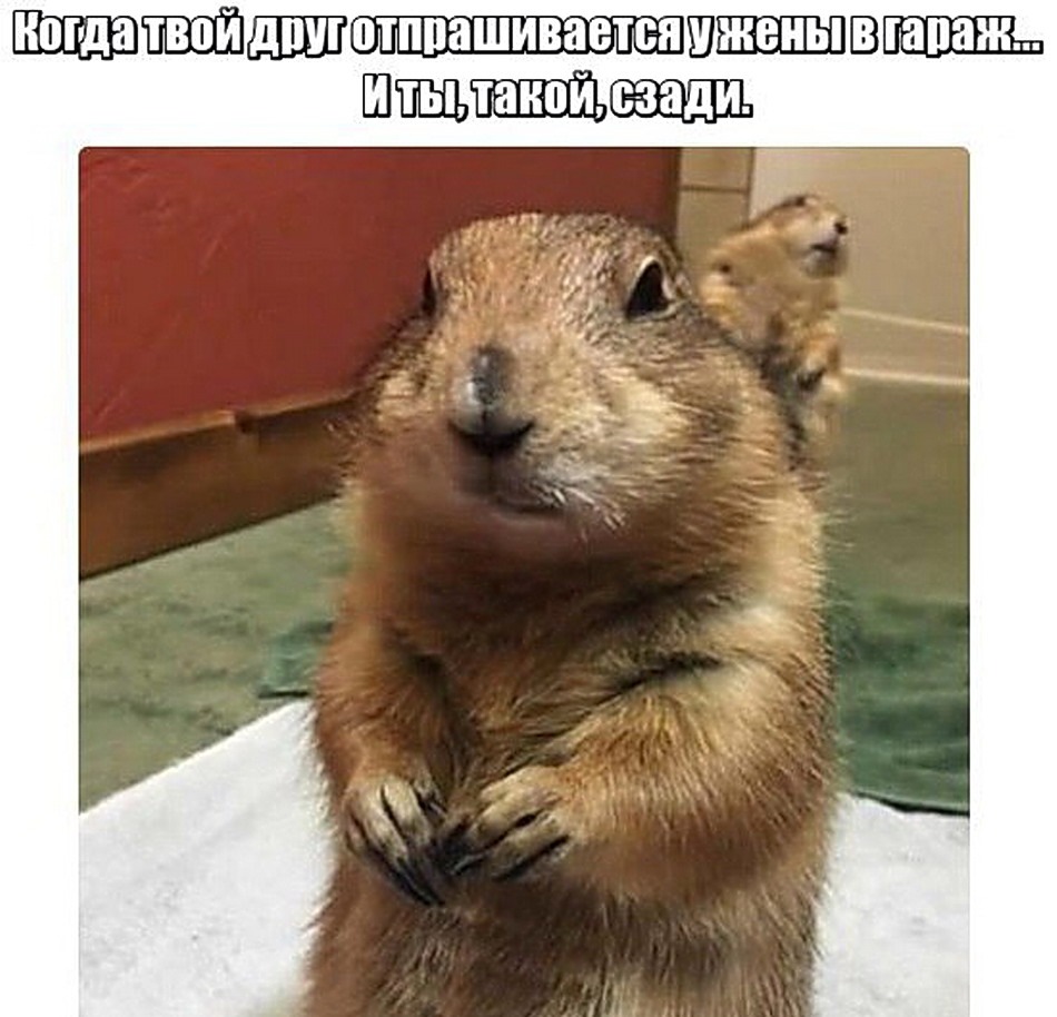 Наташа бурундук