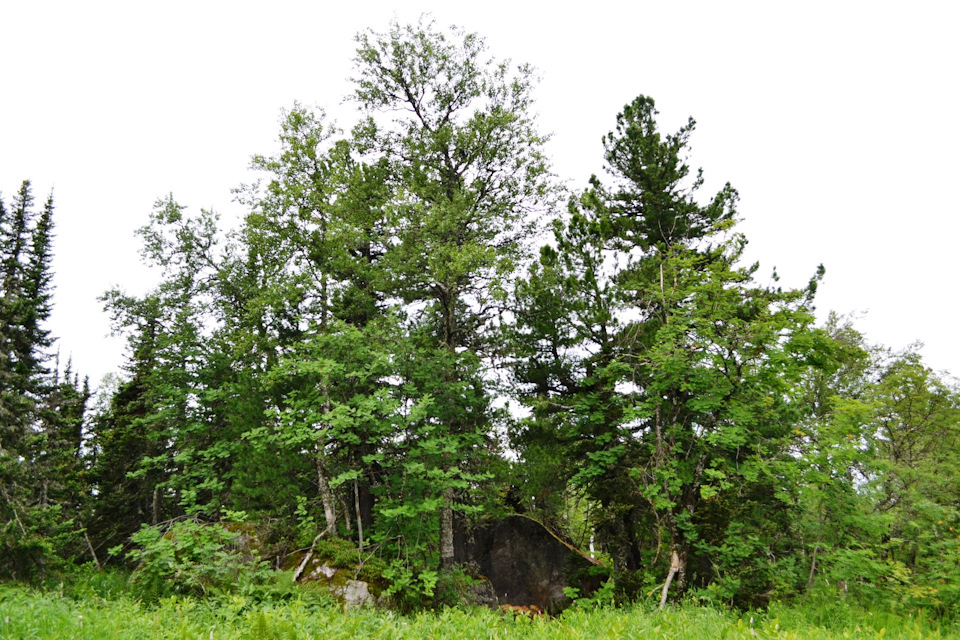 Фото в бортжурнале Mitsubishi Pajero Sport (2G)