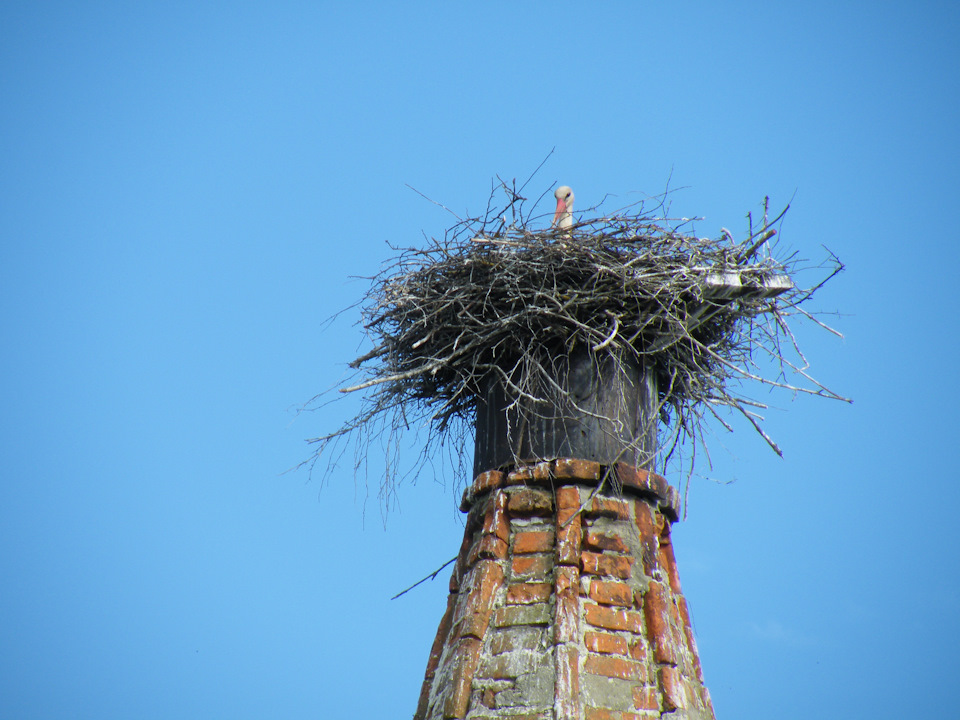 Фото в бортжурнале Nissan Patrol (Y61)