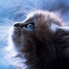 автоматчики пш что это такое. Смотреть фото автоматчики пш что это такое. Смотреть картинку автоматчики пш что это такое. Картинка про автоматчики пш что это такое. Фото автоматчики пш что это такое