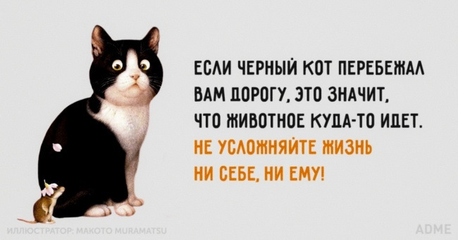 Цитаты про котиков