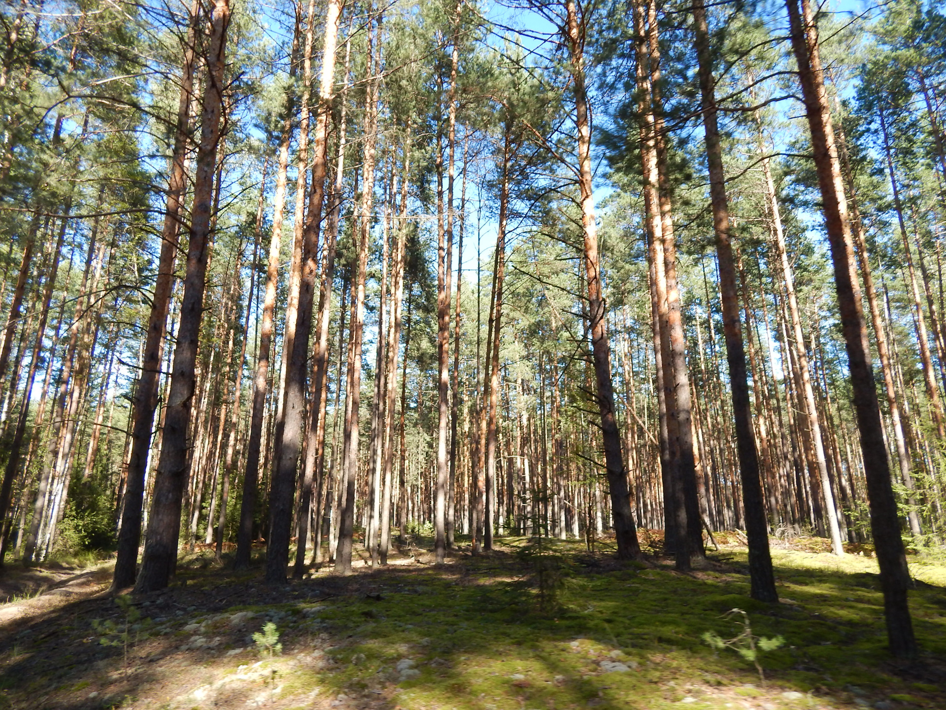Шатура Московская область леса