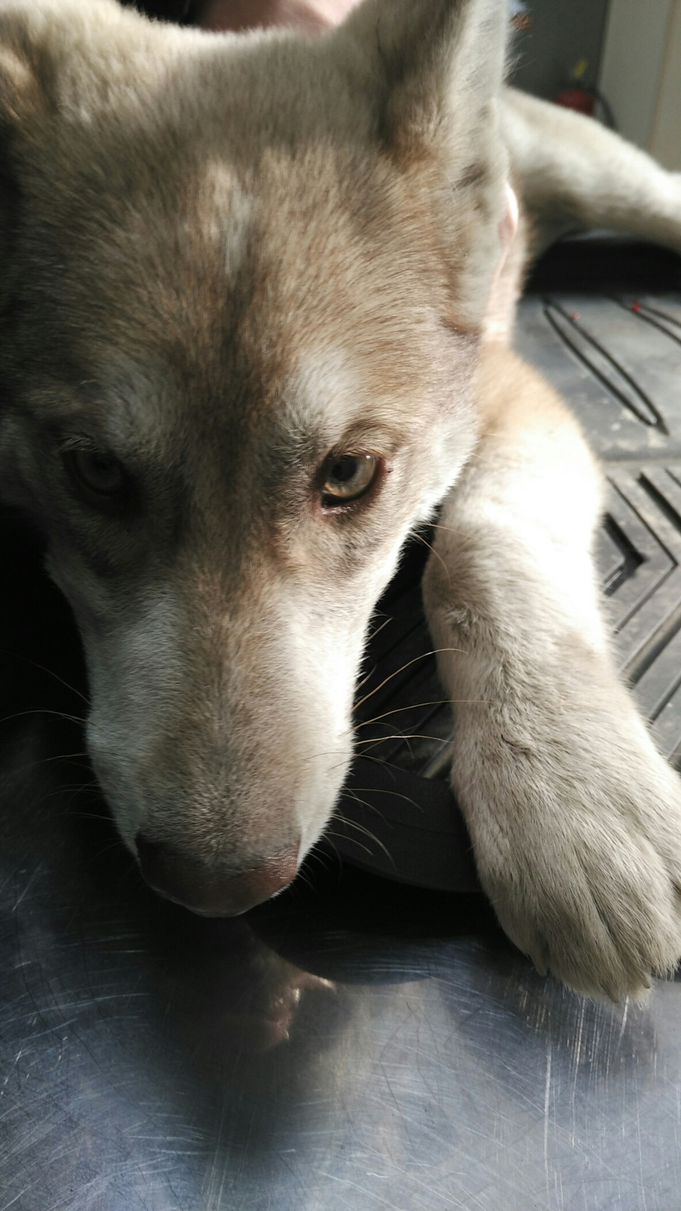 Фото в бортжурнале Toyota Hilux (7G)