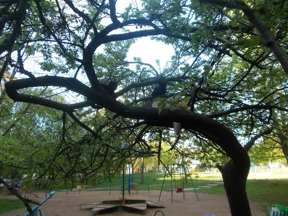 Коты прилетели))) — Сообщество «Зверьё Моё» на DRIVE2