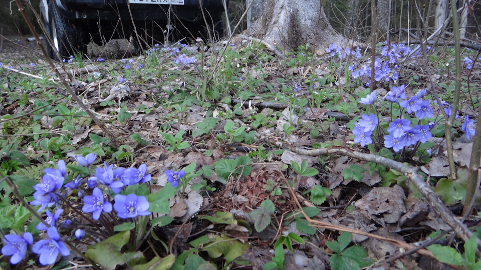 Фото в бортжурнале Jeep Cherokee (XJ)