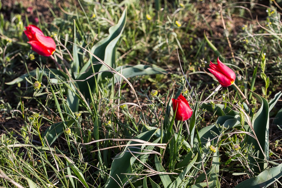 Spring Astrakhan