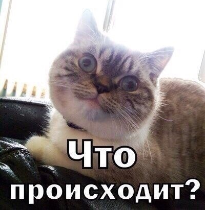 Упоротый кот