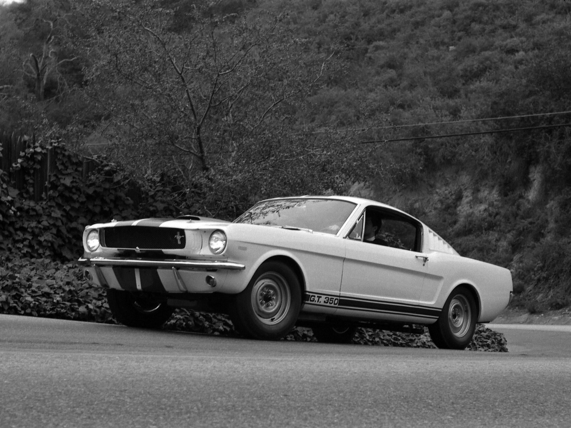 Shelby Mustang gt350 1965