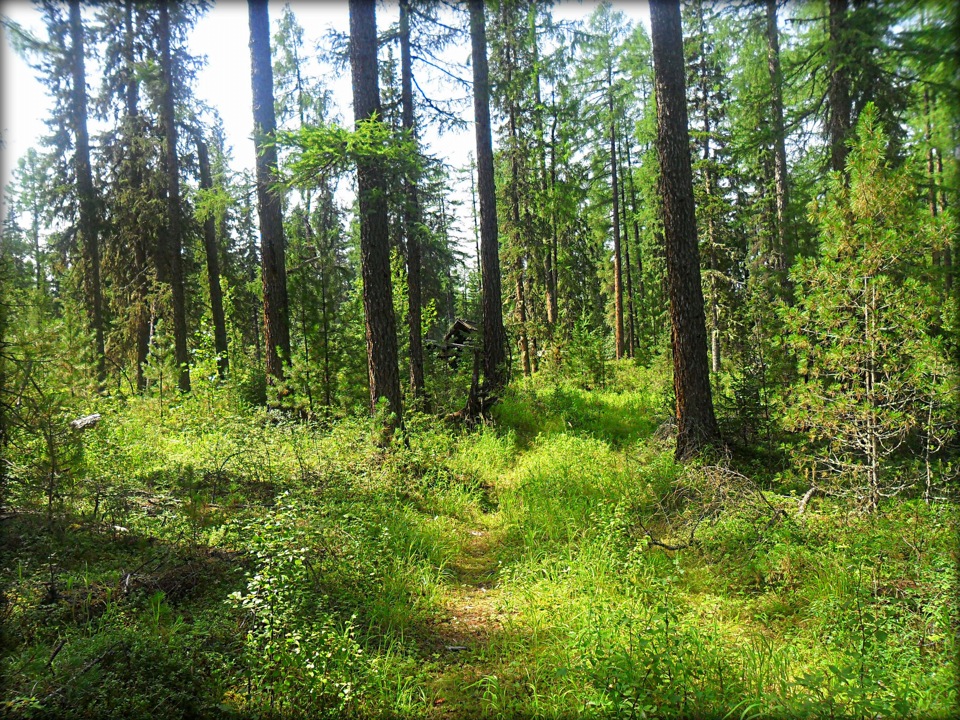 Поездка в избушку [ Часть 2 ] — DRIVE2