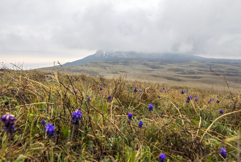 Роза чатыр даг фото и описание