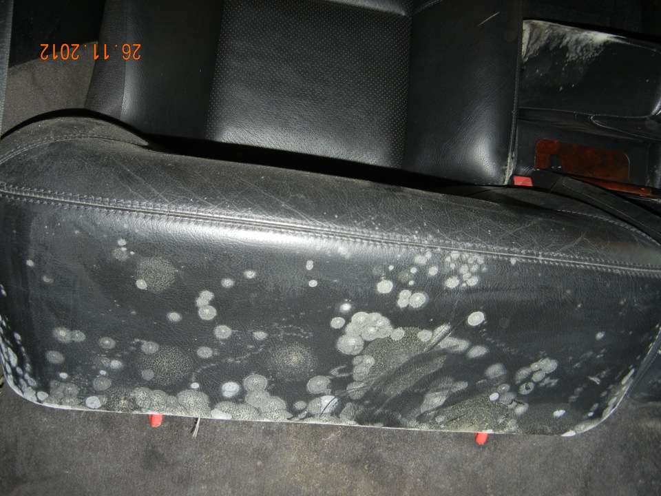 Стиральная машина грибок на резинке. Плесень в салоне машины. Плесень в лотке стиральной машины. Грибок на автомобиль. Химчистка от плесени.