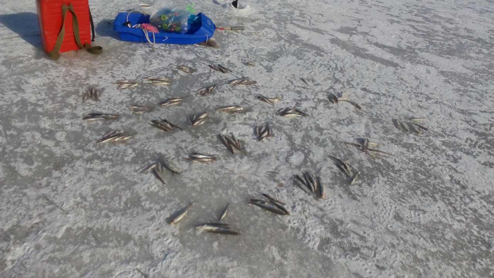 Рыбалка на дамбе Финского залива сегодня на корюшку