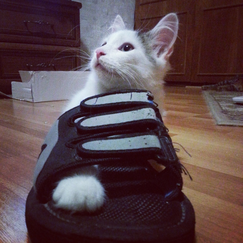 Про тапок. Тапочки. Мем тапочек кот. Фото тапком замах. Кот и тапки.