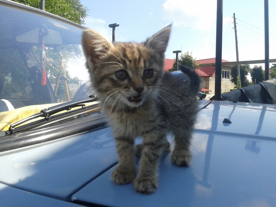 Полировка кузова пастой К2 ТЕМРО… — Москвич 2141, 1,5 л, 1991 года ...