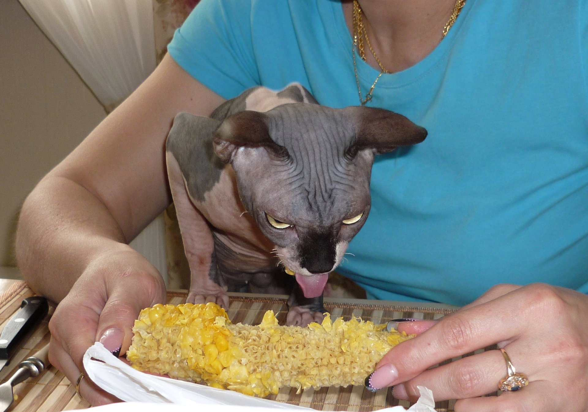 Можно котам кукурузу. Кот с кукурузой. Кошка и кукуруза. Животные едят кукурузу. Кот ест кукурузу.