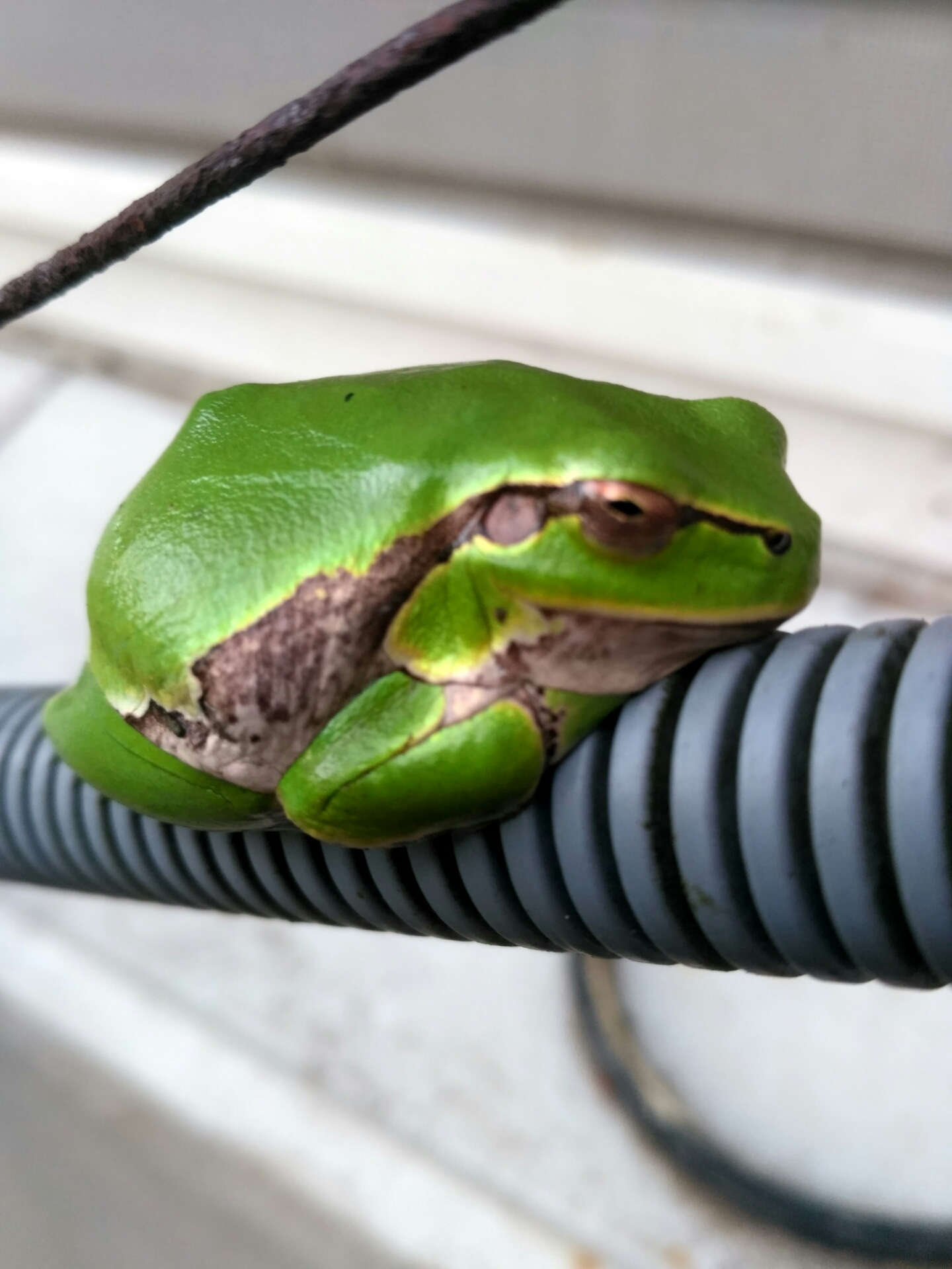 Тишь да глушь — ЗАЗ 1103, 1,2 л, 2007 года | расходники | DRIVE2