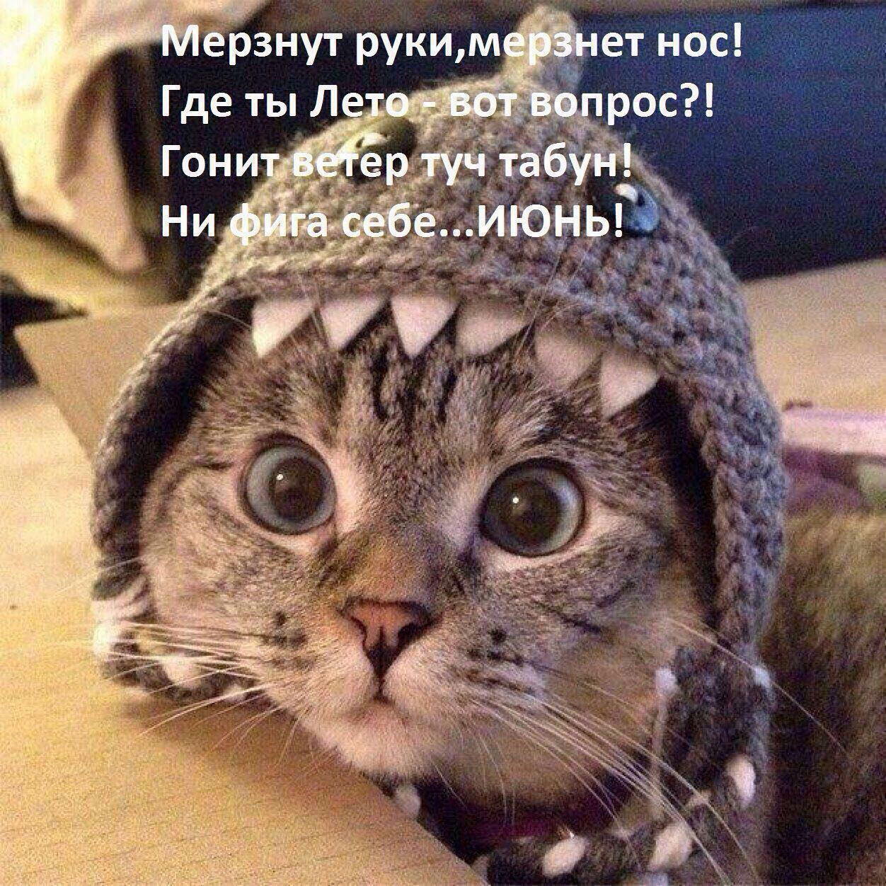 Смешные аватарки с котиками