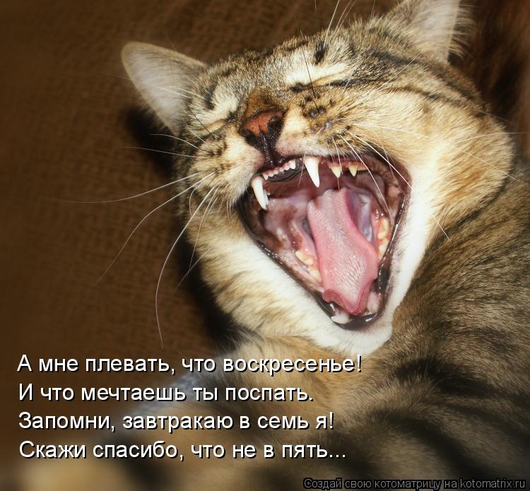 Почему кот орет