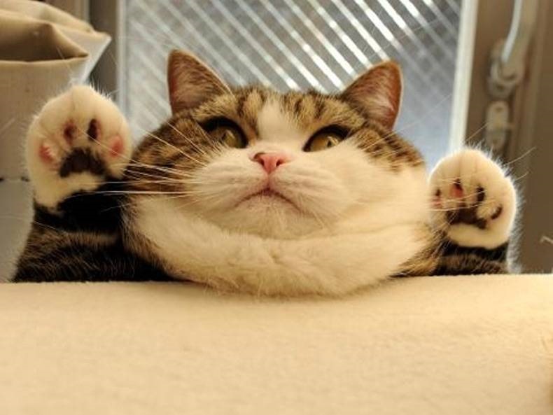 Мемные милые котики