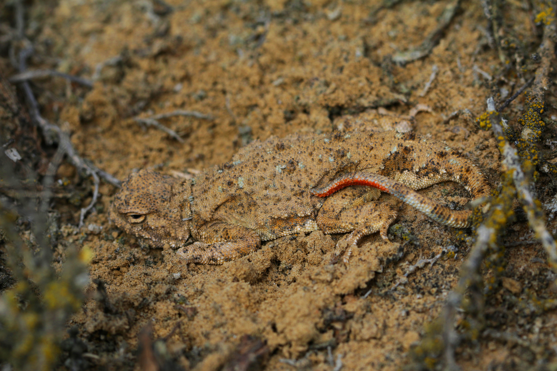Окраска животных. Животные мастера маскировки. Листохвостый варан. Как маскируется ящерица. Ящерица маскируется.